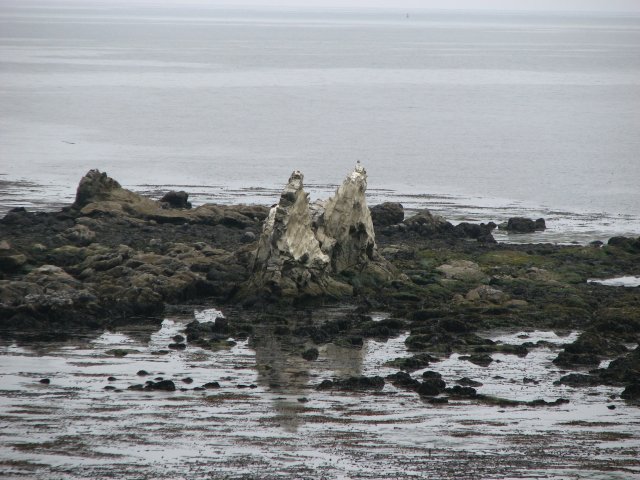 Where the seals and sea lions live